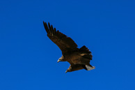 Cruz-del-Condor_0069.jpg