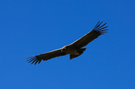 Cruz-del-Condor_0071.jpg
