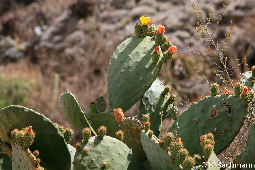 Ollantaytambo_0036.jpg