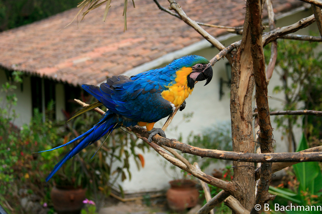 Pisac_0116.jpg