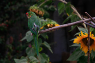 Pisac_0115.jpg