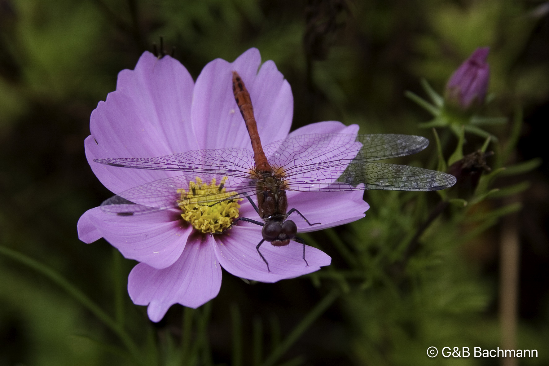 0709_Dragonfly.jpg