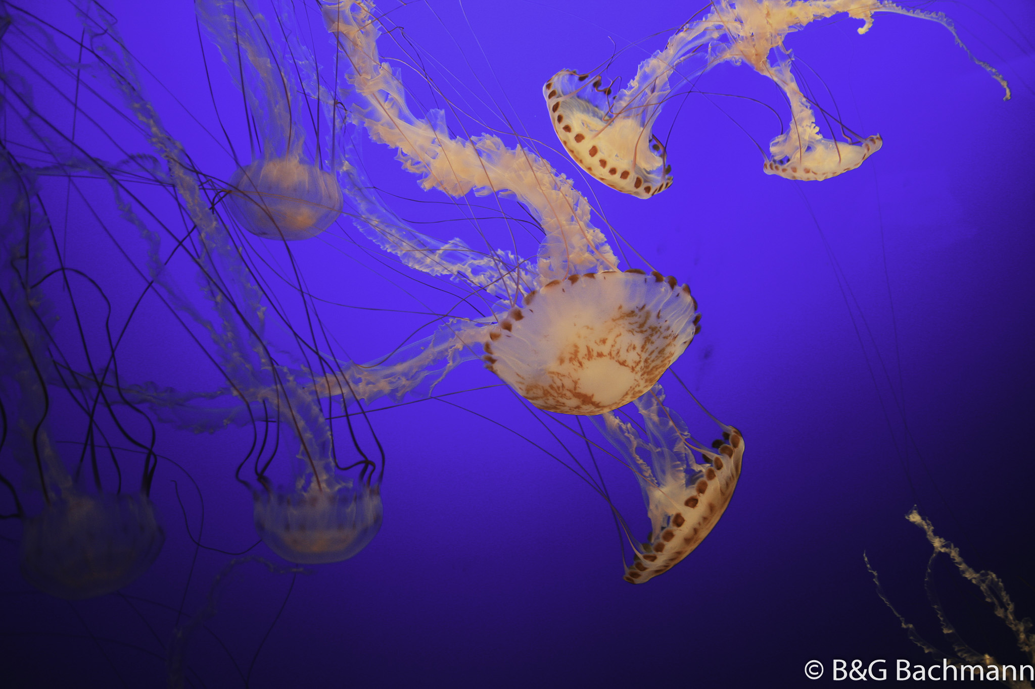 0711_Jellyfish.jpg