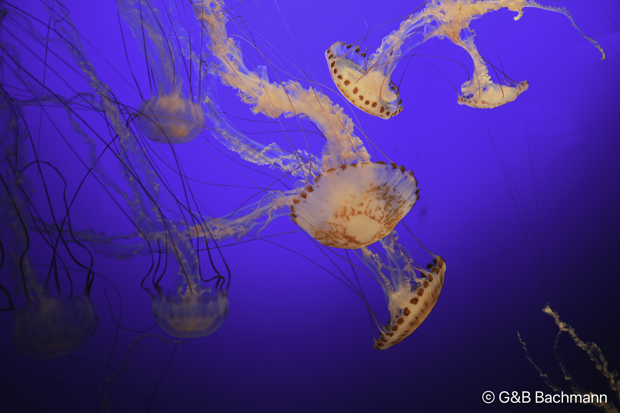 0711_Jellyfish.jpg