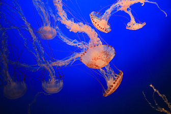 0711_Jellyfish.jpg