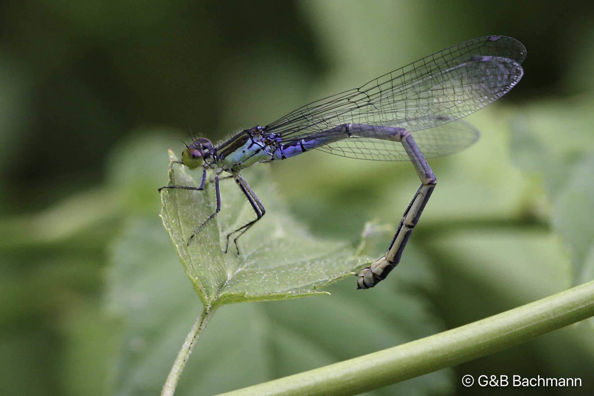 0808_Agrion-Modifier.jpg