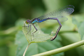 0808_Agrion-Modifier.jpg