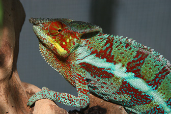 0809_Cameleon.jpg