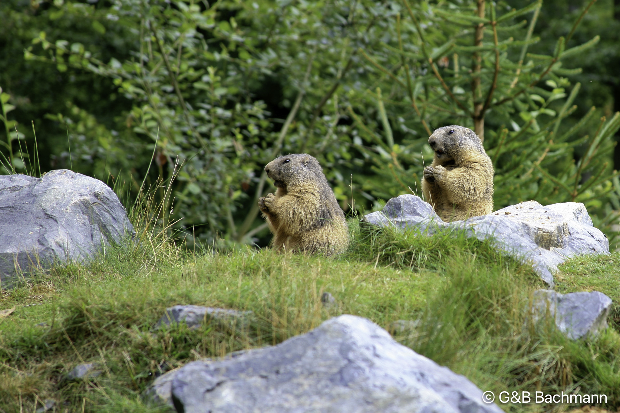 0909_Marmot.jpg