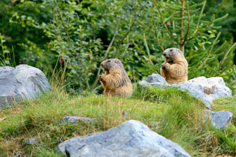 0909_Marmot.jpg