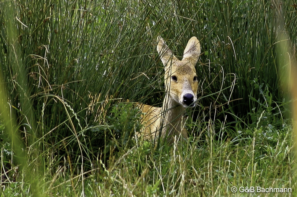 1004_Fawn.jpg