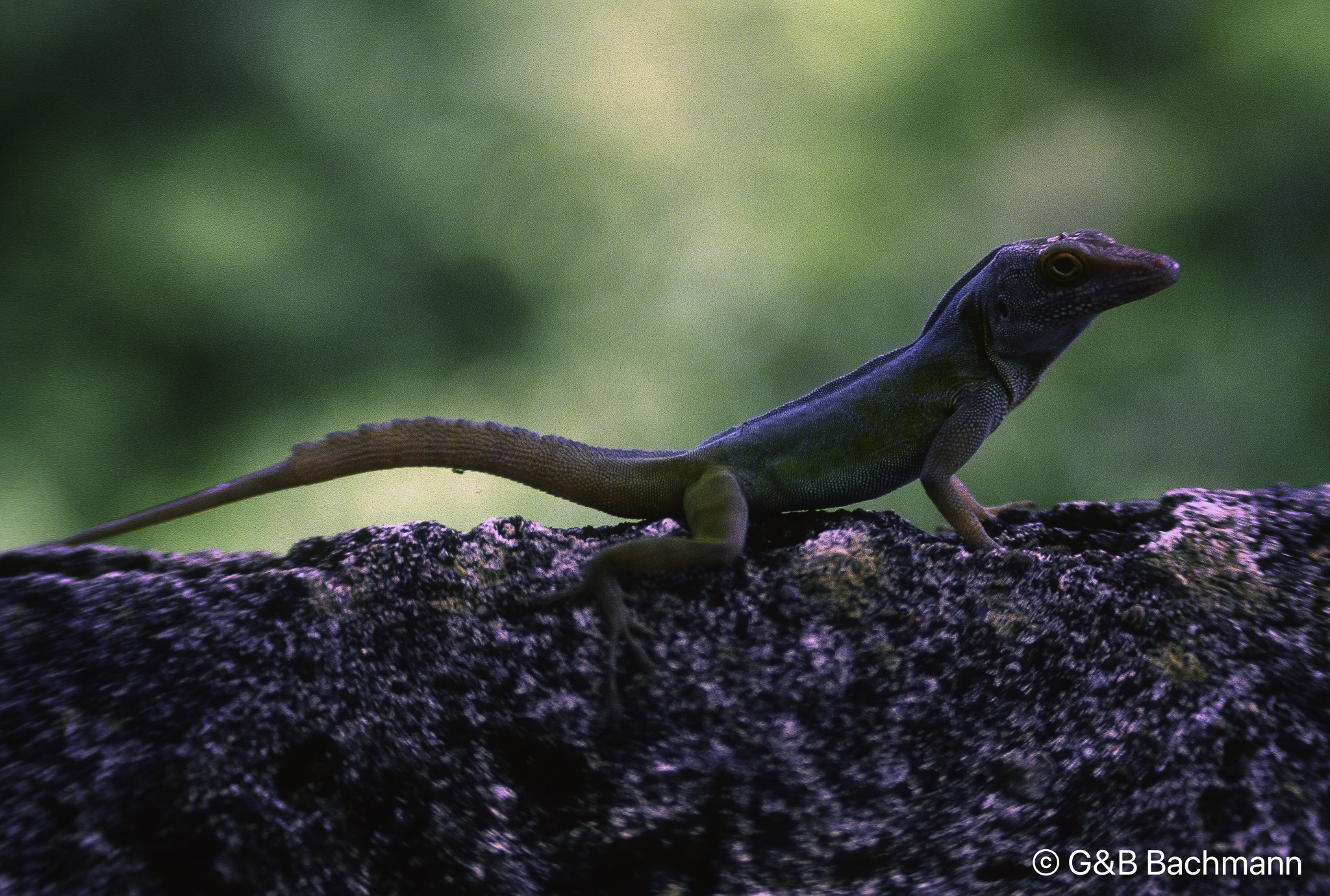 1011_Green_Lizard.jpg