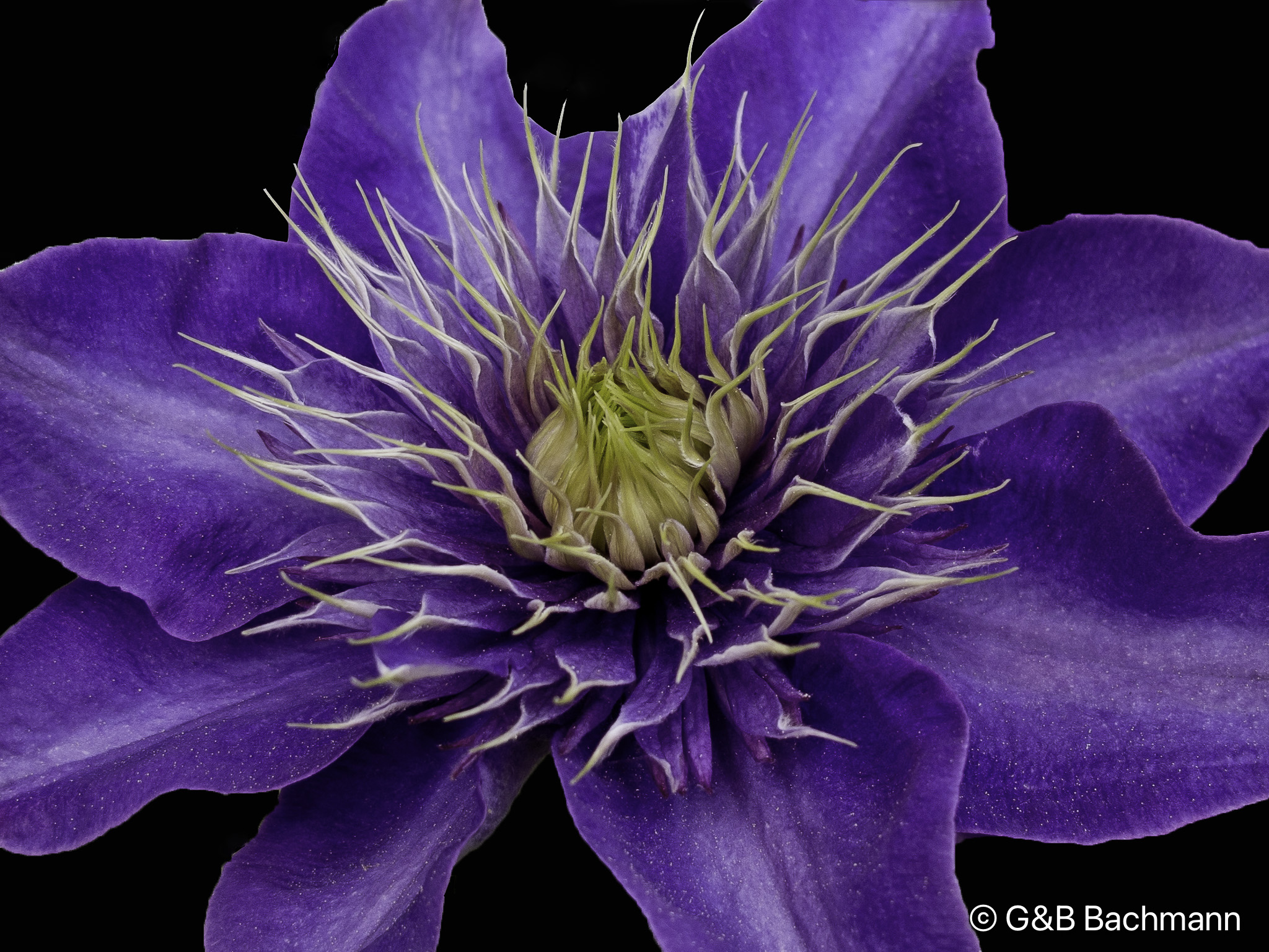 1105_Clematis.jpg