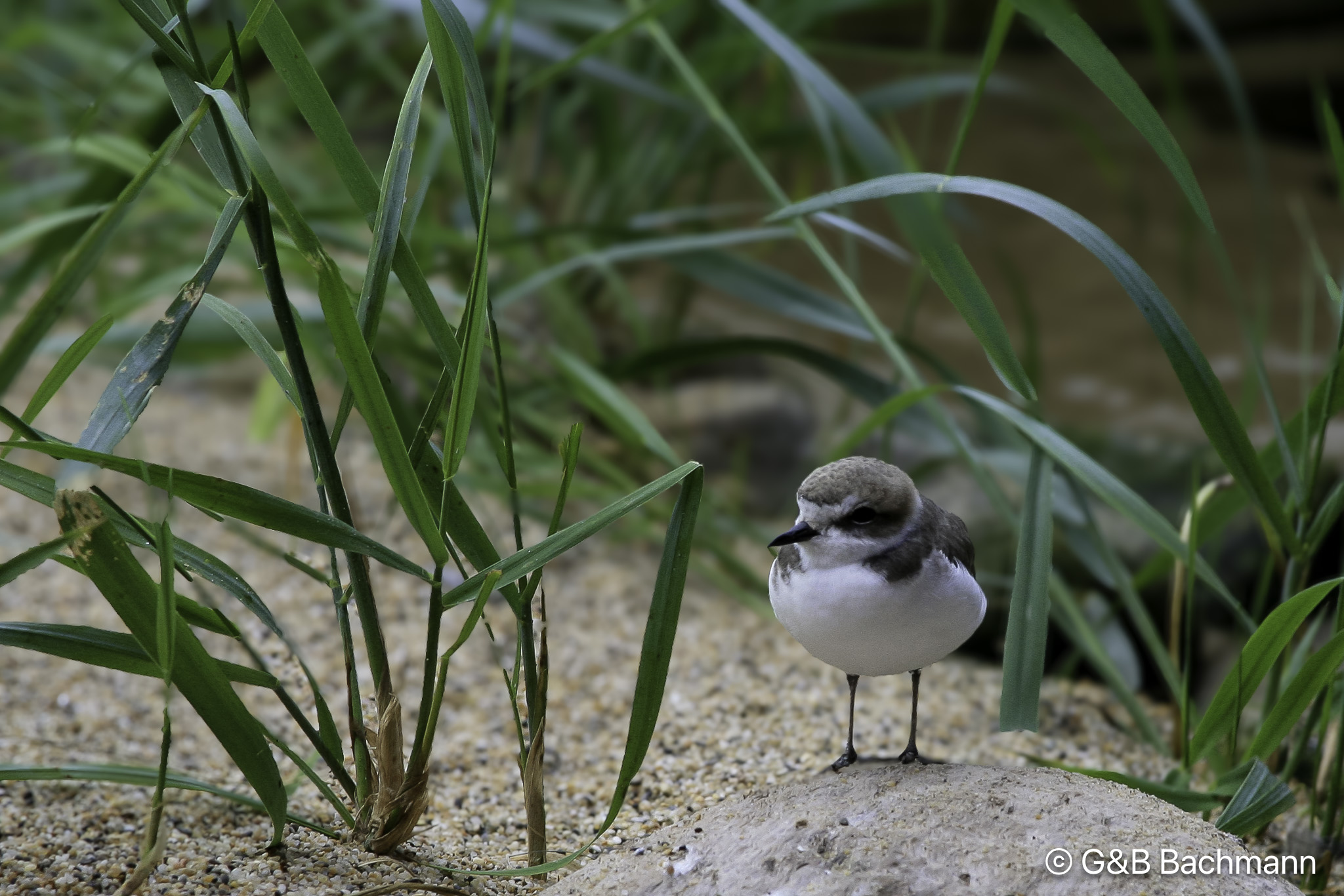 1107_Snowy-Plover.jpg