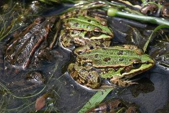 1104_Frogs.jpg