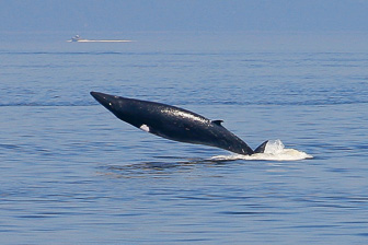 1110_Jumping-Rorqual.jpg