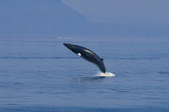 1110_Rorqual.jpg
