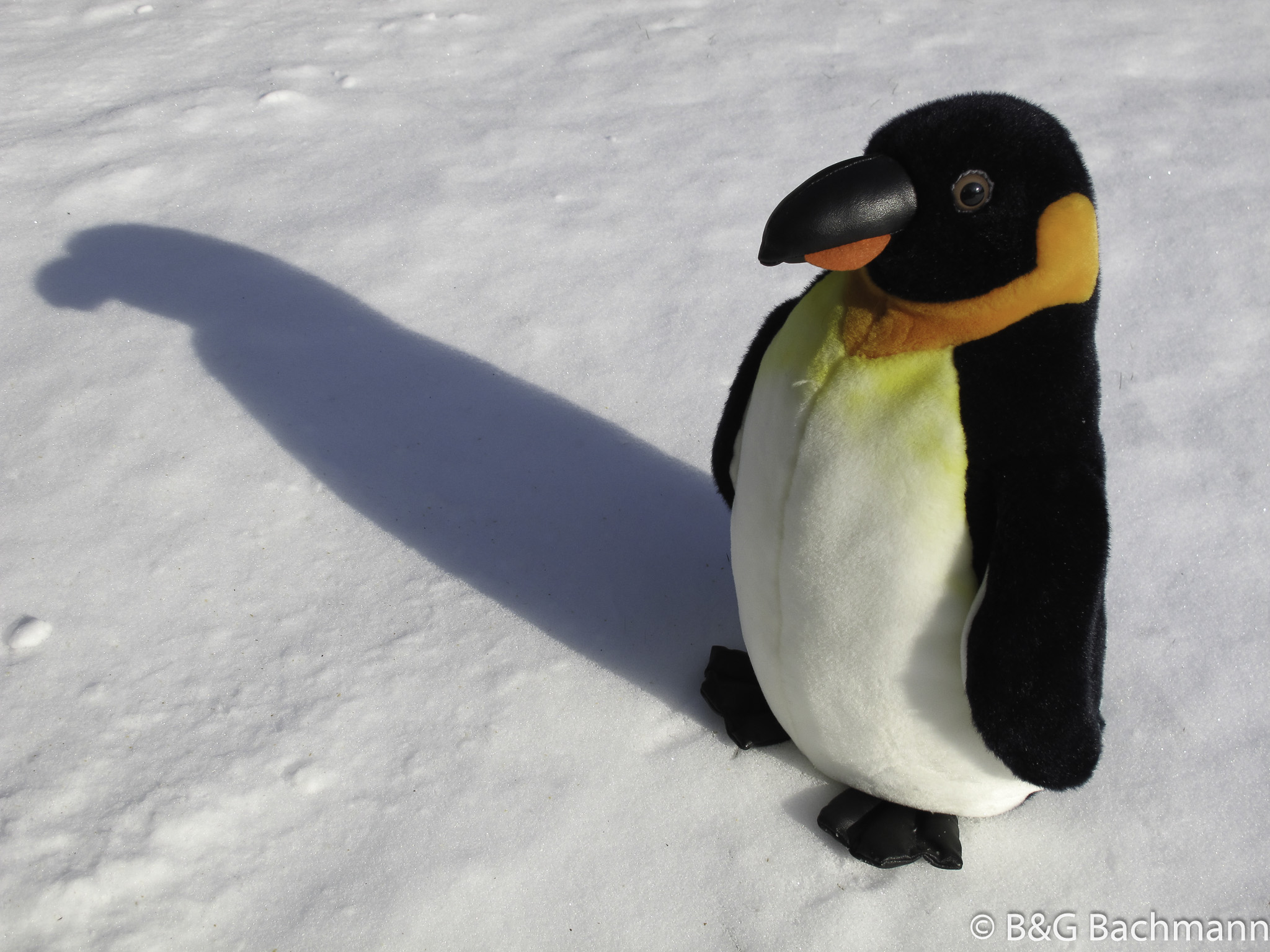 1202_Penguin.jpg