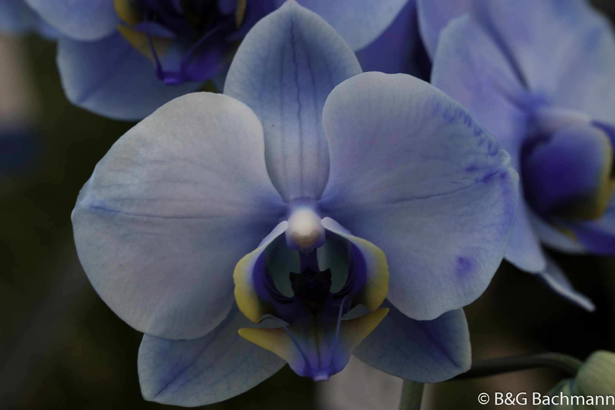 1205_Blue-Orchids.jpg