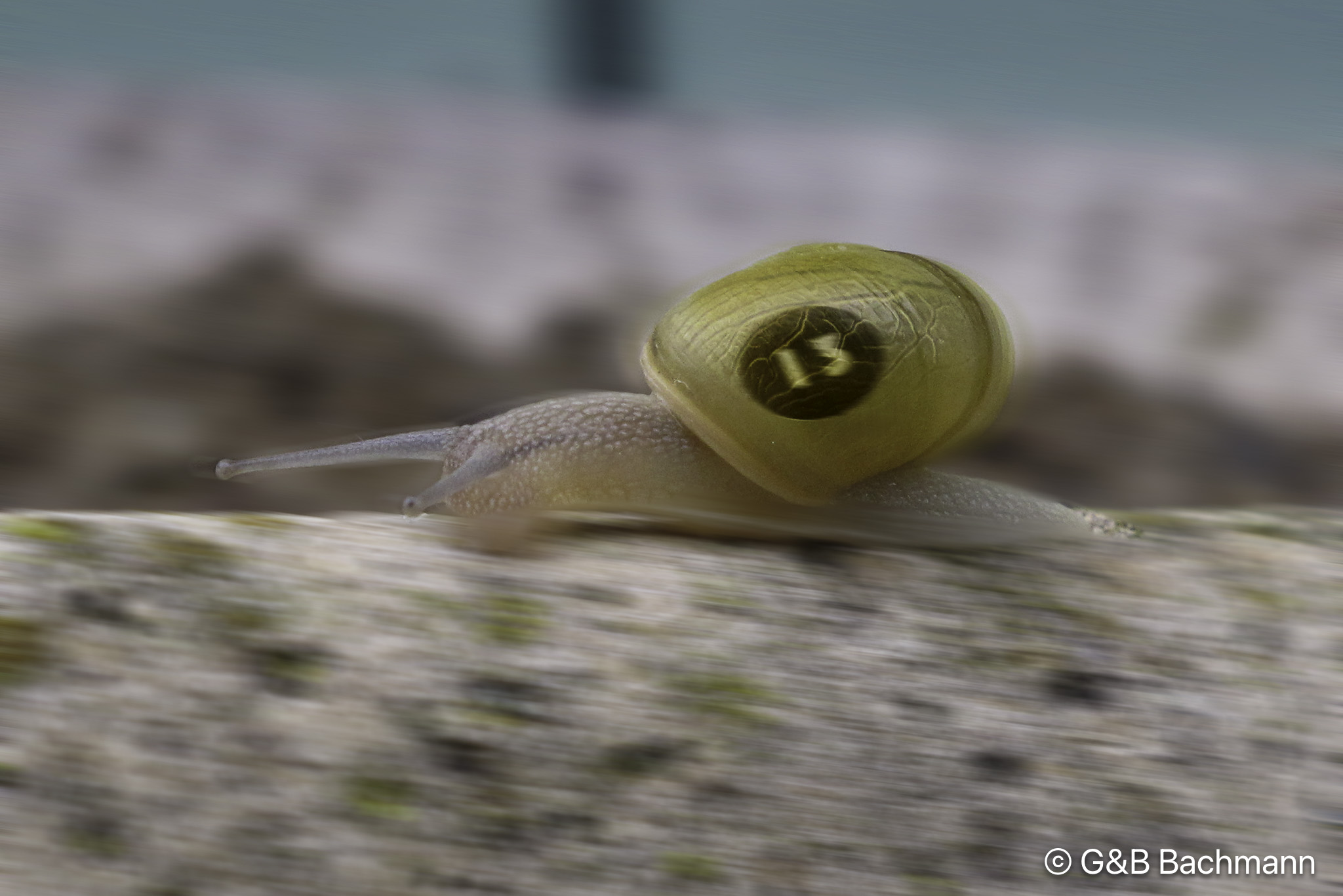 1206_Speedy-Snail.jpg