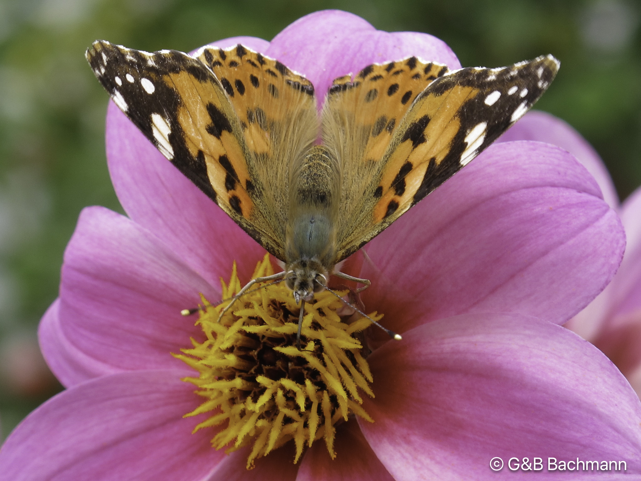 1207_Butterfly.jpg