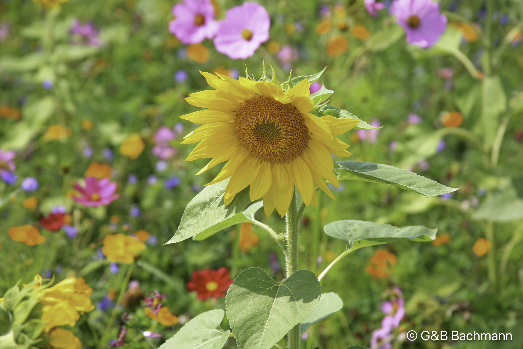 1208_Tournesol.jpg