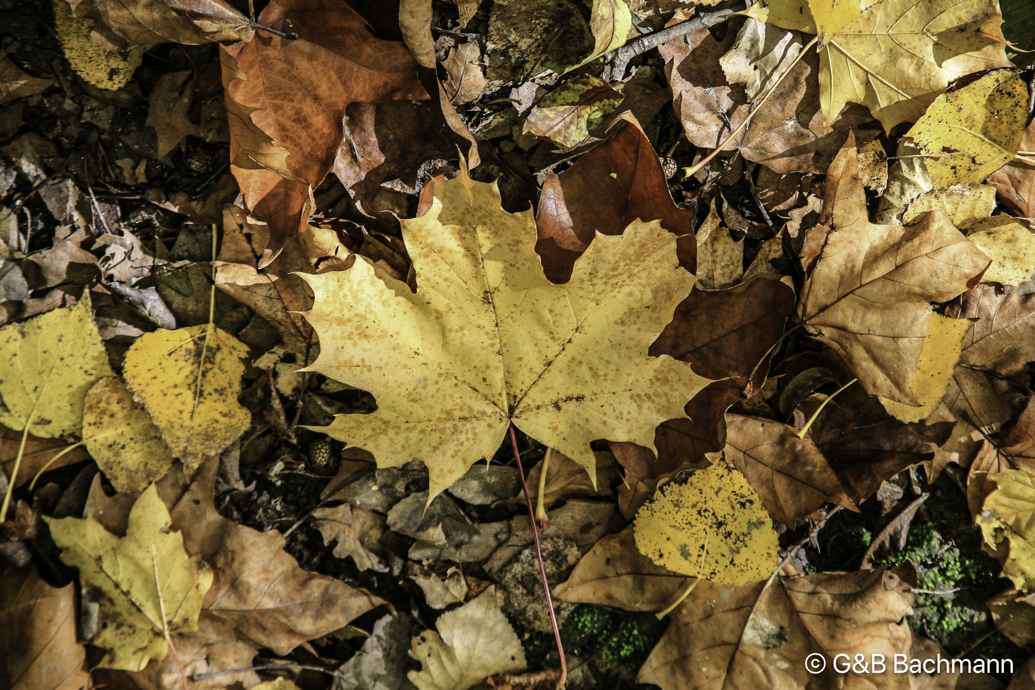 1211_Leaves.jpg
