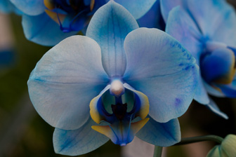 1205_Blue-Orchids.jpg