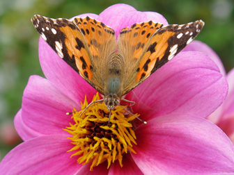 1207_Butterfly.jpg