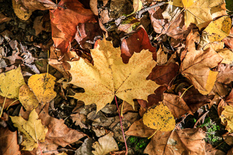 1211_Leaves.jpg