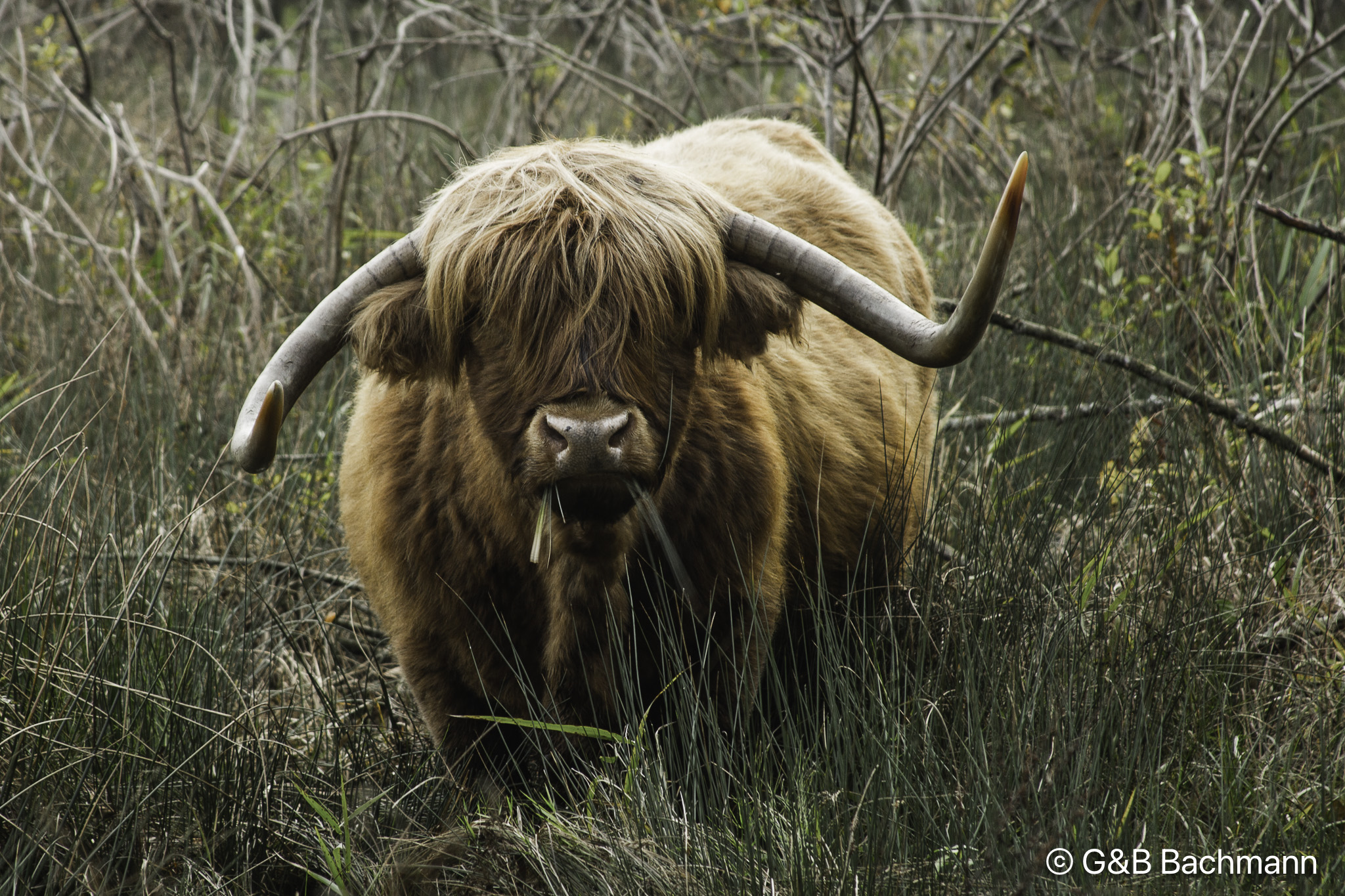 201312_Red-Highland.jpg