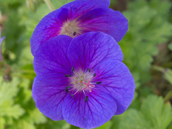 201304_Jardin.jpg