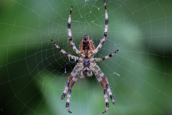 201311_Spider.jpg