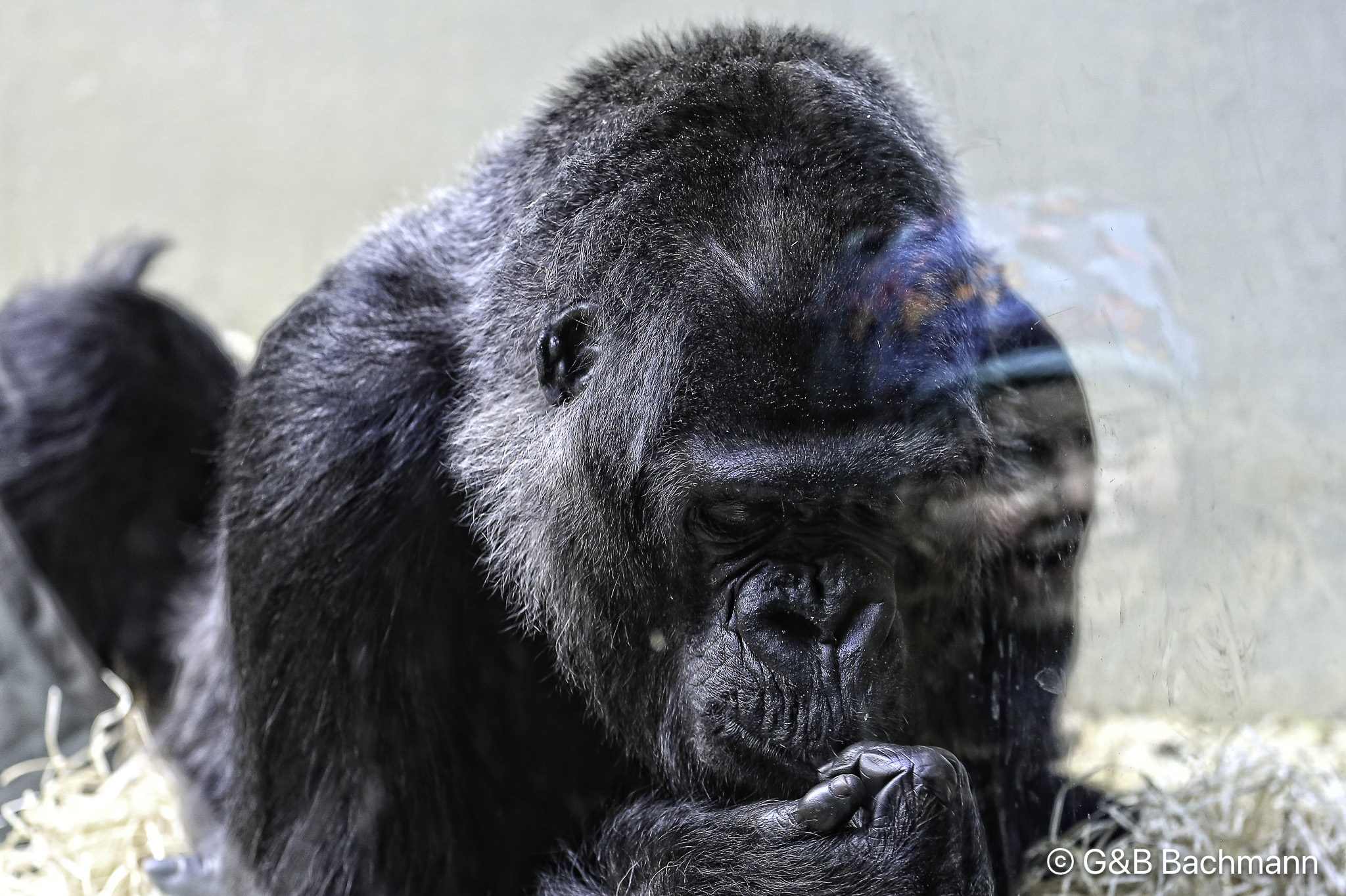 201403_Zoo_Basel.jpg