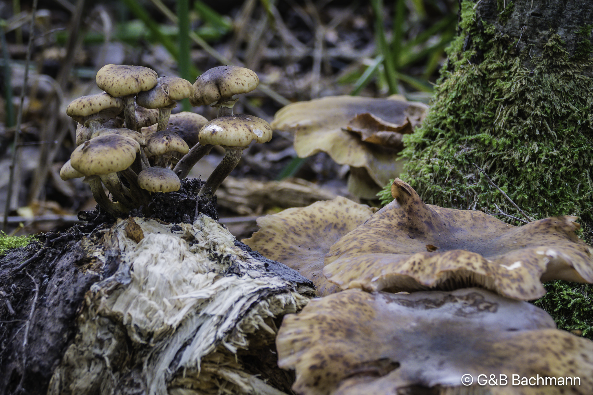 201511_Mushrooms-1.jpg