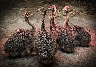 201505_Ostrich_Babies.jpg