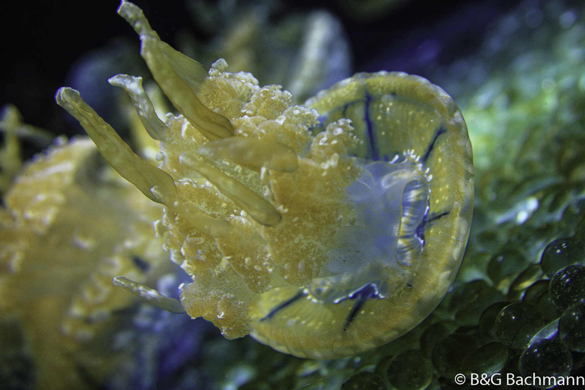 201602_JellyFish_Monterey-1.jpg