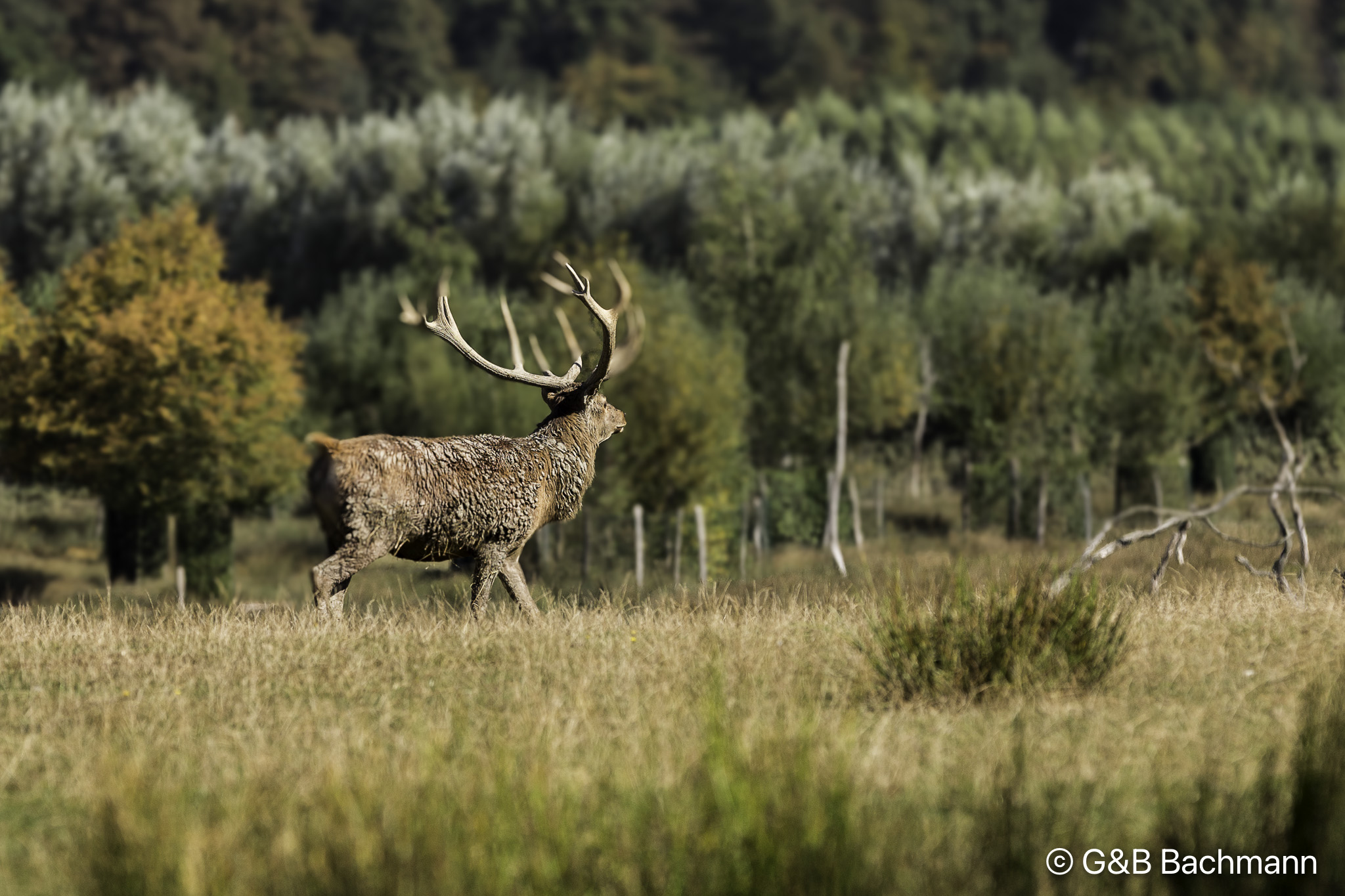 201611_Cerf-1.jpg