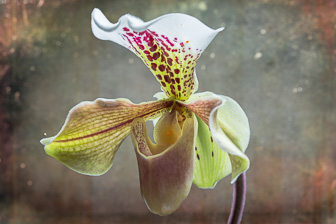 201608_Paphiopedilum-1.jpg