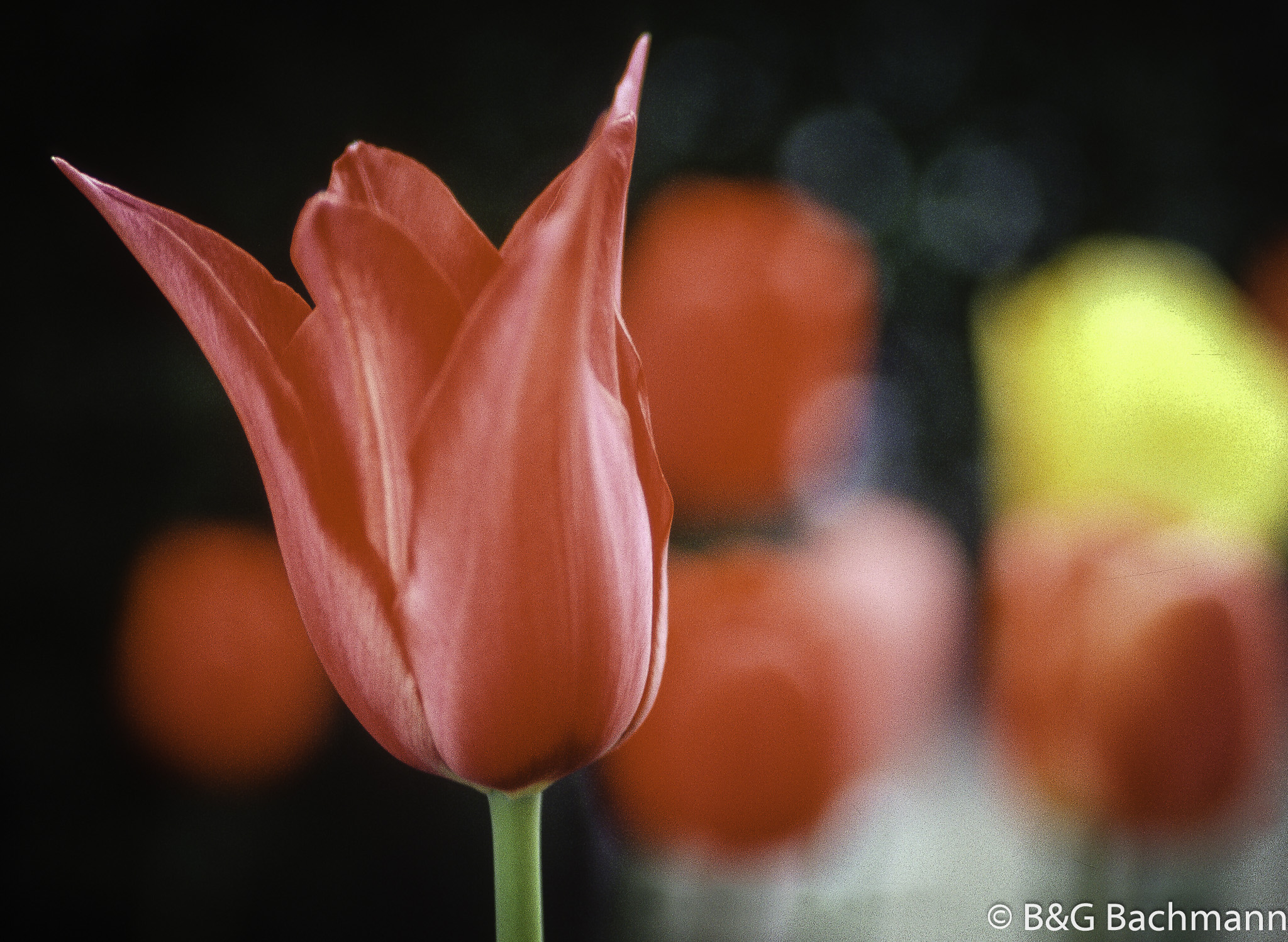 201703_Tulipes-1.jpg