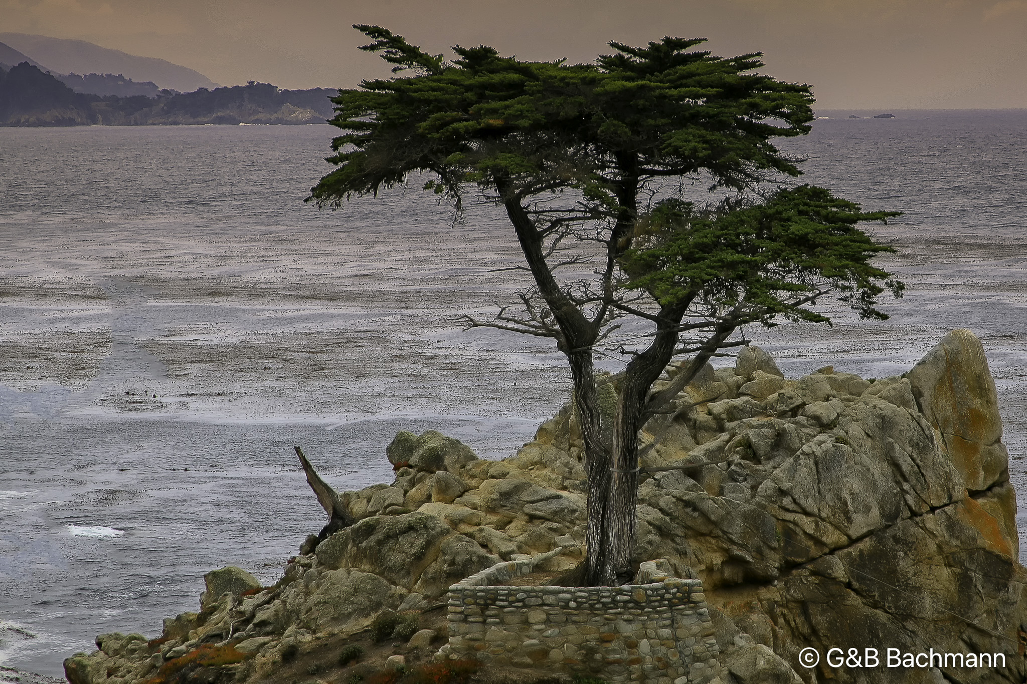 201708_Lone-Cypress-1.jpg