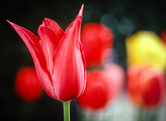 201703_Tulipes-1.jpg