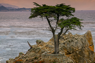 201708_Lone-Cypress-1.jpg