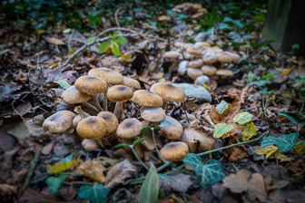201710_Champignons-1.jpg