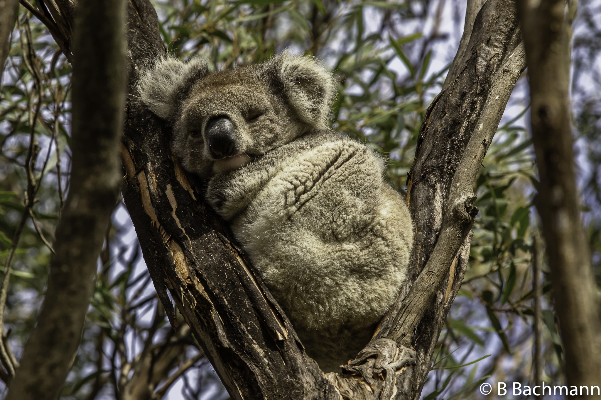 201806_Koala-1.jpg