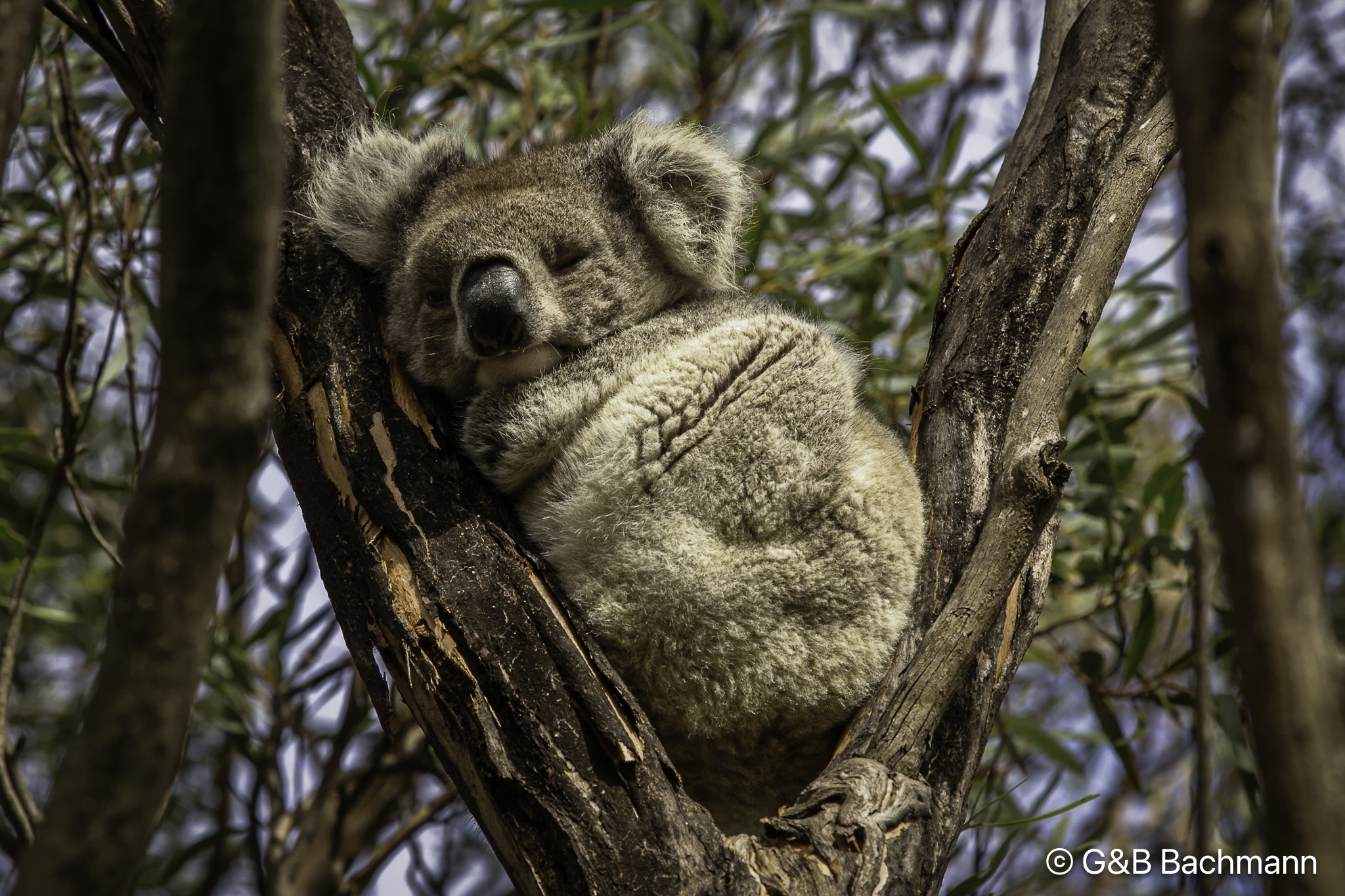 201806_Koala-1.jpg
