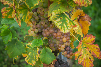 201809_Vignobles_Aubonne-CH.jpg