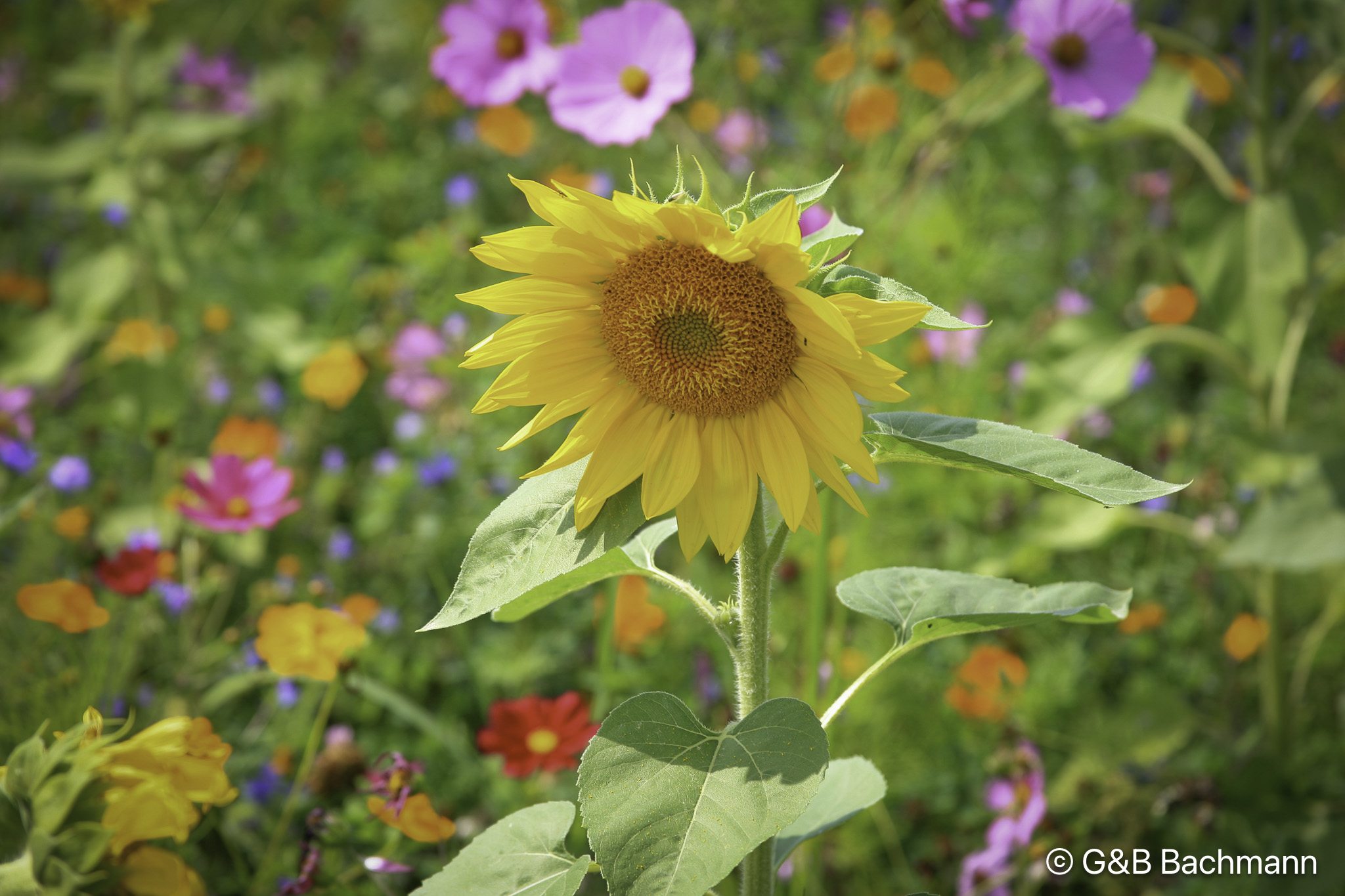 201908_Sunflower.jpg