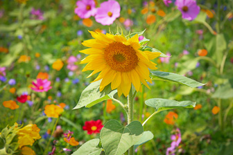 201908_Sunflower.jpg