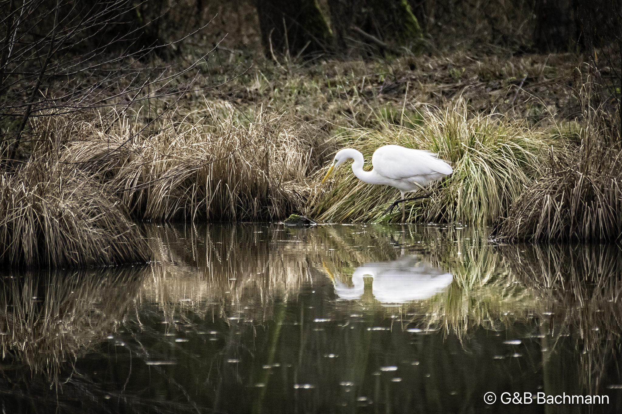 202003_Grande-Aigrette.jpg